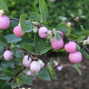 Symphoricarpos x doorenbosii 'Amethyst'