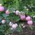 Symphoricarpos x doorenbosii 'Amethyst'