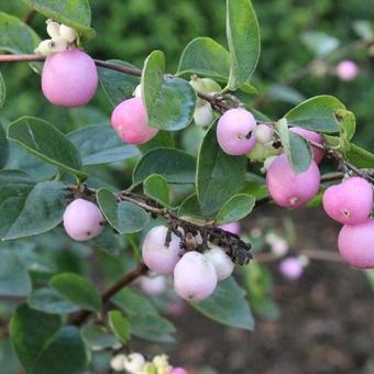 Symphoricarpos x doorenbosii 'Amethyst'