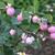 Symphoricarpos x doorenbosii 'Amethyst'