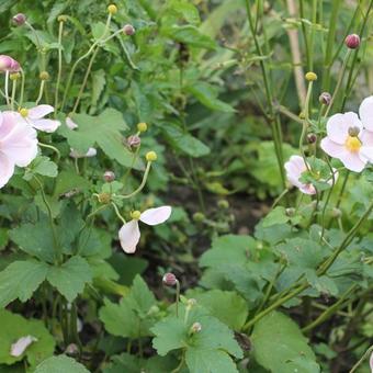 Anemone x hybrida 'Richard Ahrens'