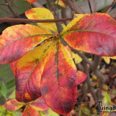 Rhododendron  'Homebush' - 