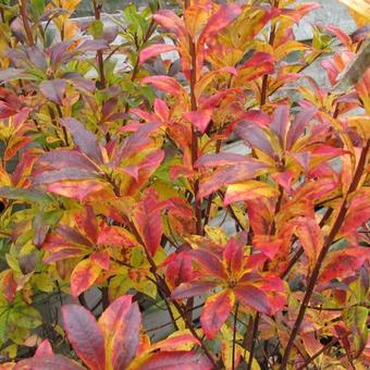 Rhododendron  'Homebush'