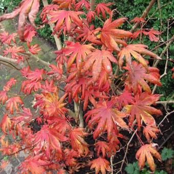 Acer palmatum 'Trompenburg'