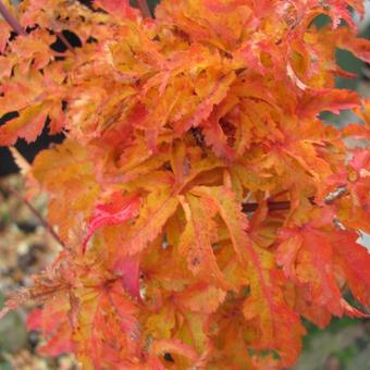 Acer palmatum 'Shishigashira'