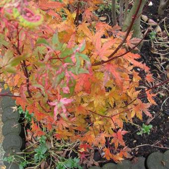 Acer palmatum 'Kasen-nishiki'