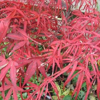 Acer palmatum 'Atrolineare'