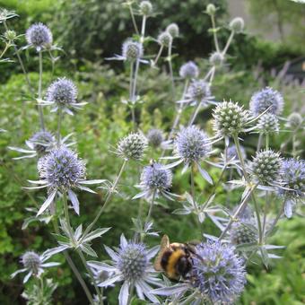 Eryngium x  tripartitum