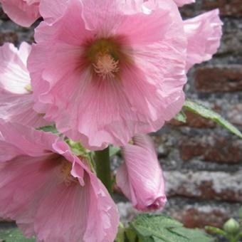 Alcea rosea