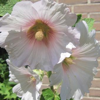 Alcea rosea