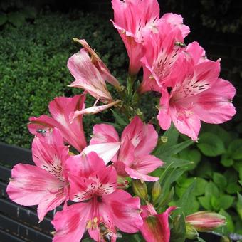 Alstroemeria