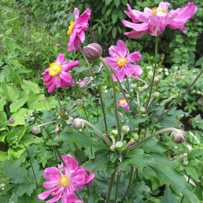 Anemone hupehensis 'Prinz Heinrich'