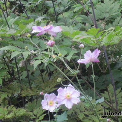 Anemone hupehensis - 