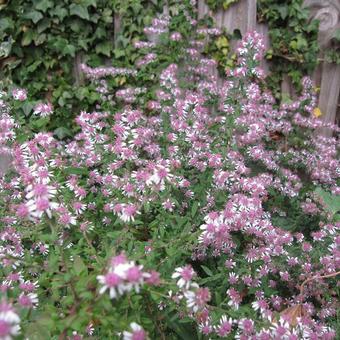 Aster lateriflorus 'Prince'