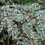 Cotoneaster atropurpureus 'Variegatus' - 