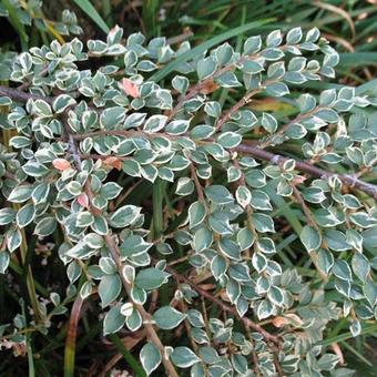 Cotoneaster atropurpureus 'Variegatus'