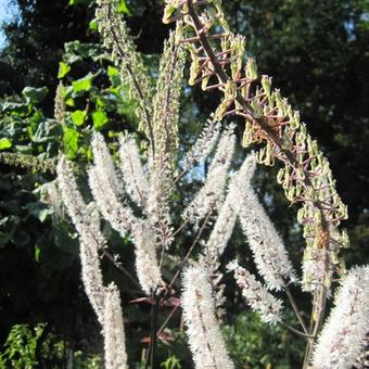 Actaea simplex 'Atropurpurea'