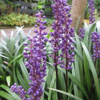 Liriope muscari