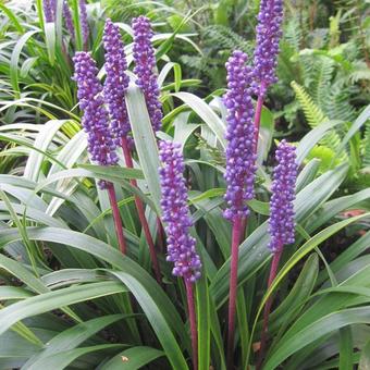 Liriope muscari 'Gold Band'