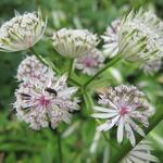 Astrantia major - Grande astrance