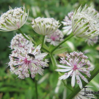 Astrantia major - Grande astrance