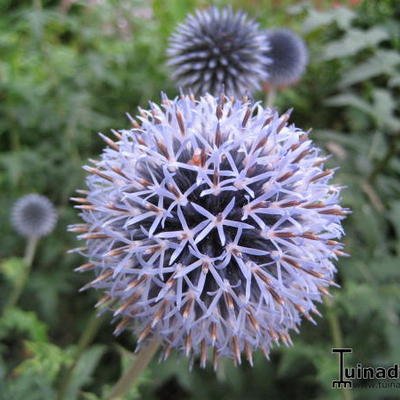 Echinops ritro 'Veitch's Blue' - Echinops ritro 'Veitch's Blue'