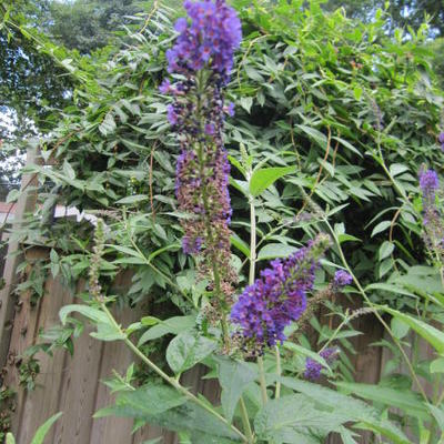 Buddleja davidii FREE PETITE 'Blue Heaven' - 