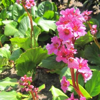 Bergenia cordifolia