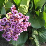 Bergenia hybride - 