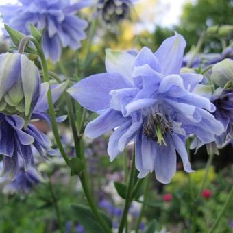 Aquilegia vulgaris