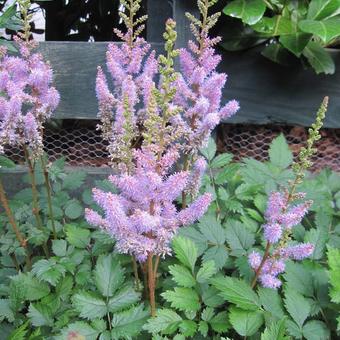 Astilbe chinensis 'Pumila'