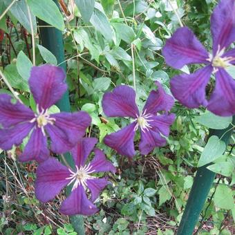 Clematis 'Jackmanii'