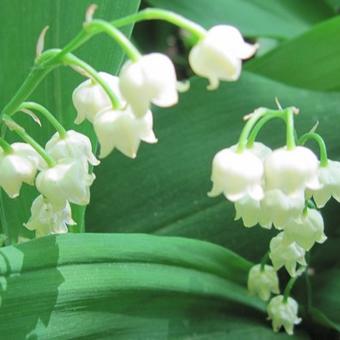 Convallaria majalis