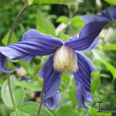 Clematis integrifolia - Clematis integrifolia