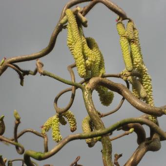 Corylus avellana 'Contorta'