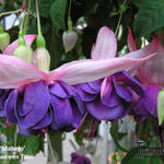 Fuchsia 'Mabejo' - 