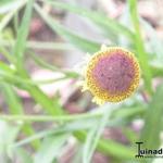 Helenium puberulum 'Autumn Lollipop' - 