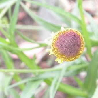 Helenium puberulum 'Autumn Lollipop'