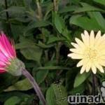 Gerbera garvinea 'Vivian' - 