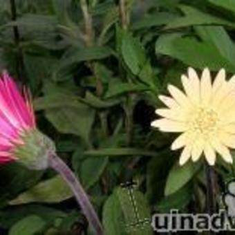 Gerbera garvinea 'Vivian'