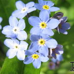 Myosotis alpestris - Alpen-Vergissmeinnicht