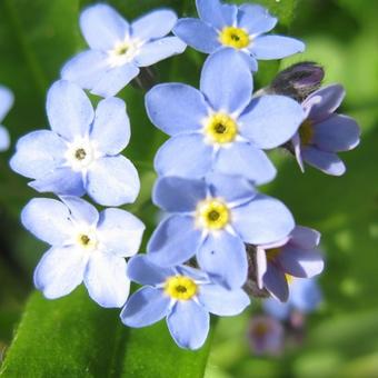 Myosotis alpestris