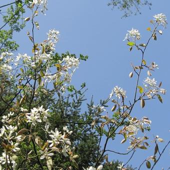 Amelanchier lamarckii