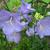 Campanula