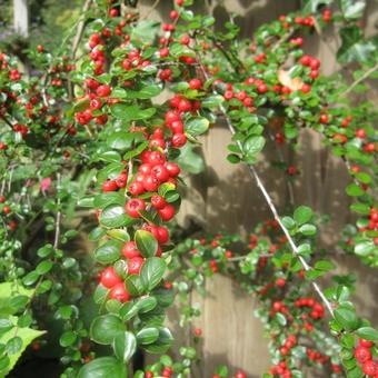 Cotoneaster horizontalis