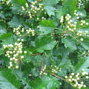 Crataegus monogyna