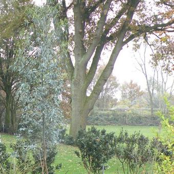 Eucalyptus gunnii 'Azura'