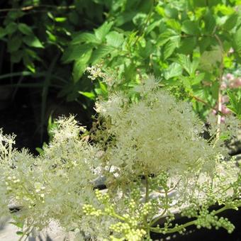 Filipendula ulmaria