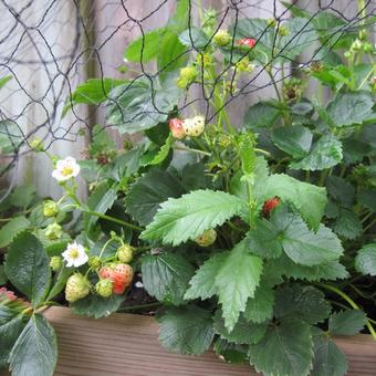 Fragaria x ananassa