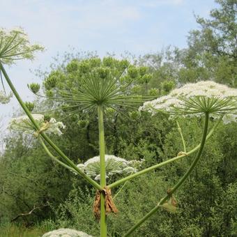 Heracleum mantegazzianum